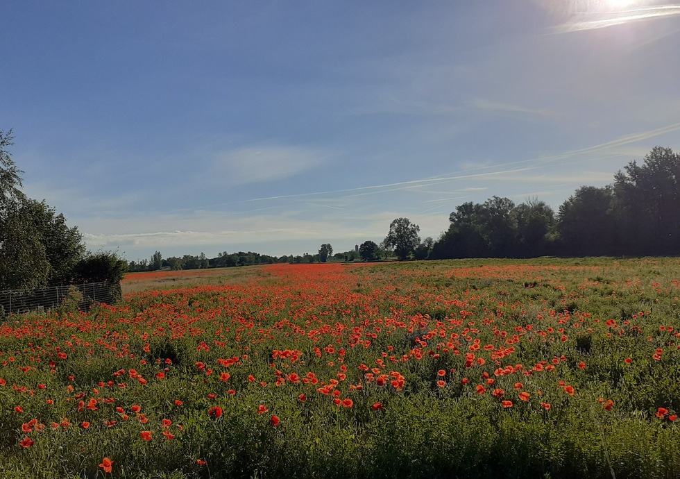 Champ de coquelicots